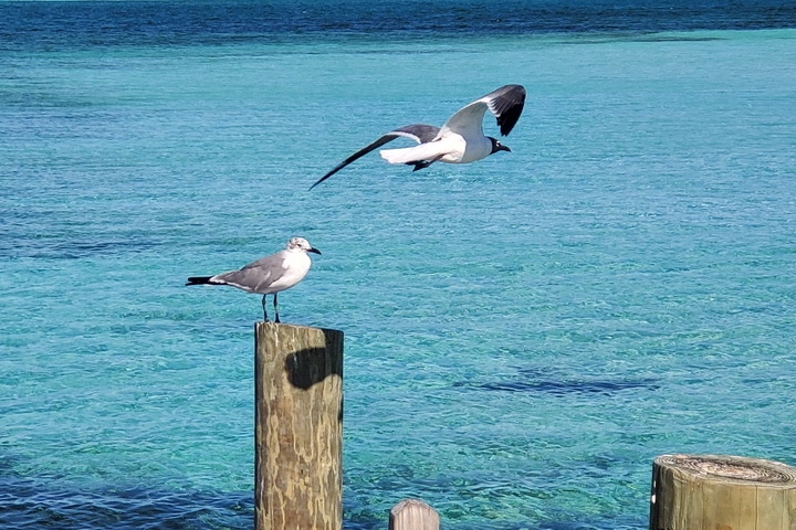 Bahamas - Abacos - March 2023